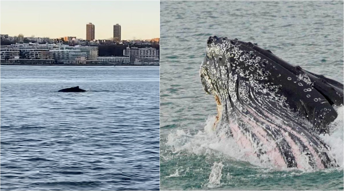 Viral News | Humpback Whale Spotted Swimming In Hudson River Near ...