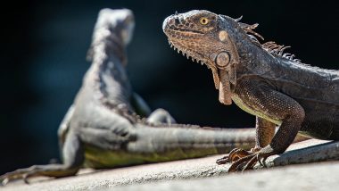 ‘Falling Iguanas’ Warning Issued in South Florida As Temperature Expected to Drop Below 45 Degrees on Christmas (Watch Video))