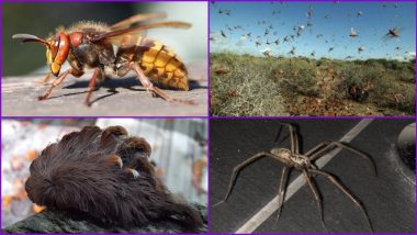 Murder Hornets, Locust Swarms, Giant Spiders & Venomous Caterpillars - These Creepy Crawlies Sightings in Different Parts of The World Made 2020 Almost an 'Insect Attack'