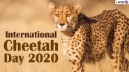 International Cheetah Day 2020: Did You Know Cheetahs Can Spot Prey From 5 kms Away? Know Interesting Facts About the Wild Cat