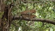 'Wild' Sight! Leopards Mating on Tree Branch in Bandhavgarh Tiger Reserve in Madhya Pradesh Captured on Camera, Rare Video Footage Goes Viral