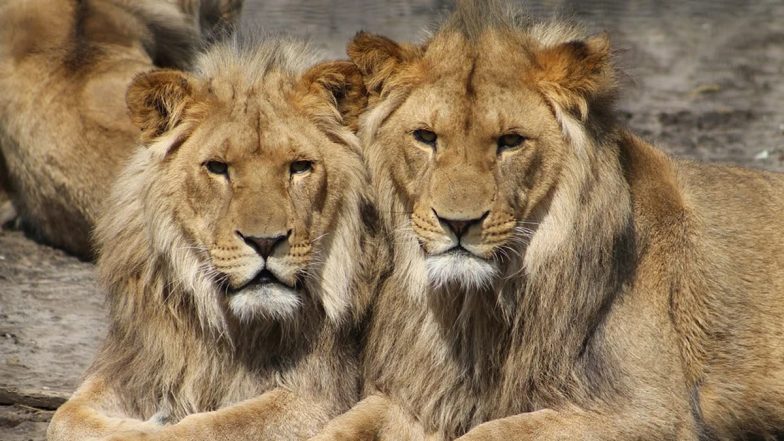 Lion's Day Out! Big Cat Takes A Stroll, Stops Traffic on Road in Gir (Watch Video)