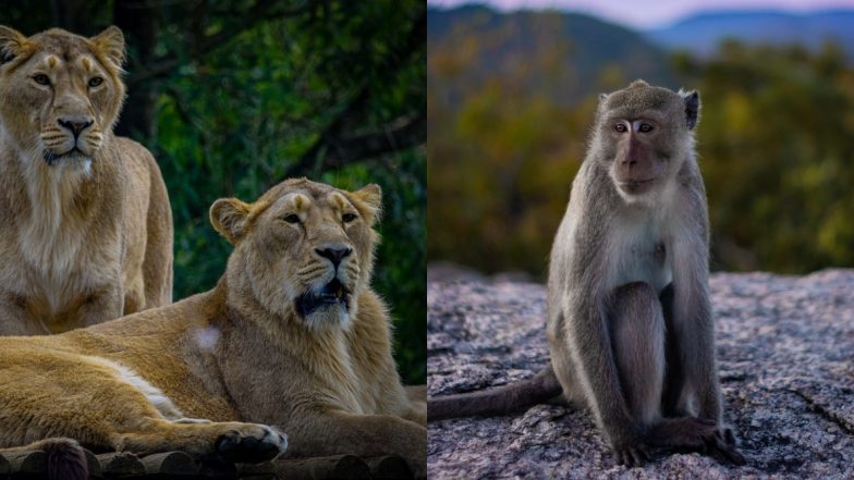 Pride of Lions Kill Endangered Monkey At Scottish Safari Park as Horrified Visitors Watch, Incident Happened After Barbary Macaque Tried Entering Lions' Den
