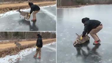 Pushed Back to Safety! Man Rescues Deer Stuck on Frozen Lake in Wisconsin By Pushing It To The Shore, Viral Video of His Kindness is Winning Hearts Online