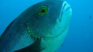 Oldest Tropical Fish in the World Found Off Coast Australia! 81-Year-Old Midnight Snapper Would Have Lived Through World War II