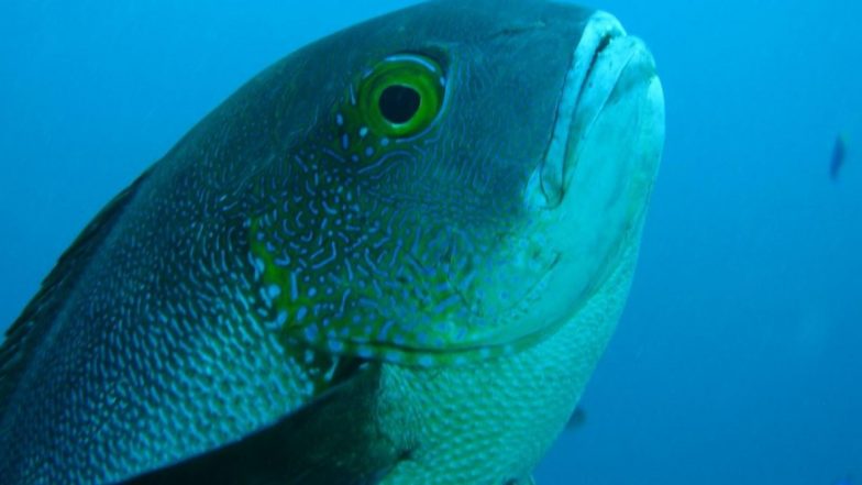 Oldest Tropical Fish in the World Found Off Coast Australia! 81-Year-Old Midnight Snapper Would Have Lived Through World War II