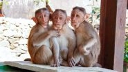 What Is Monkey B Virus, That Caused the First Human Death in China? From Symptoms to Transmission and Prevention, Know Everything About the Rare Infection