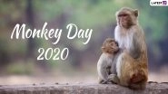 Monkey Day 2020: Did You Know There Are 264 Known Monkey Species, Here Are Some Interesting Facts About Primates