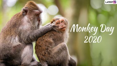 Monkey Day 2020 Date And Significance: Know the History And Events That Aims to Raise Awareness About the Species
