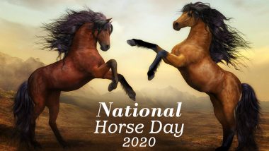 National Horse Day 2020 Date, History and Significance: Know Everything About the Day That Recognises the Contribution of Horses