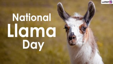 National Llama Day 2020: Did You Know Llamas Spit When Angry? Know Other Interesting Facts About These Native Animals From South America