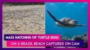 &lsquo;Turtle Tsunami&rsquo;: Mass Hatching Of Turtle Eggs On A Brazil Beach Captured On Camera