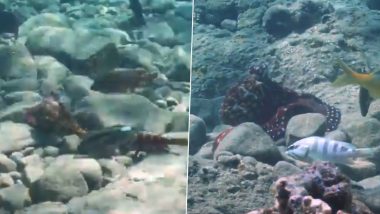 Octopuses Are Captured Punching Fish for No Apparent Reason in Fascinating Video, Scientists Say They Do It ‘Out of Spite’