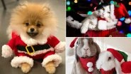 Santa Paws Are Ready For Christmas 2020! Dogs, Cats and Bunnies Dressed in Santa Claus Costume Are Awwdorable Addition to People's Xmas Celebrations (See Cute Pics)