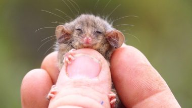 Rising From The Ashes! First Pygmy Possum Discovered in Australia's Kangaroo Island Since Devastating Bushfires, Watch Cute Pics of The Smallest Possums in The World