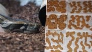 'Hiss-Mas' Christmas Cookies! Florida Python Hunter Bakes Xmas Treats Using Invasive Everglades' Species Eggs! (See Pics)