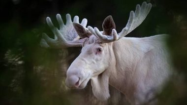 'White Christmoose' Spotted! Moose With Rare Genetic Condition Seen Walking Through Countryside Near Varmland in Sweden (See Picture)