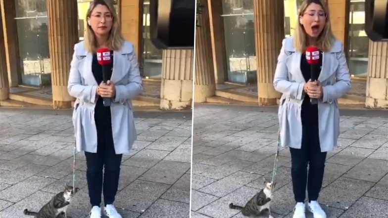 Cat on Camera! Sky News Arabia Reporter Larissa Auna Joined by Adorable Kitten While Reporting, Watch Video of Her ‘Most Loyal Follower’