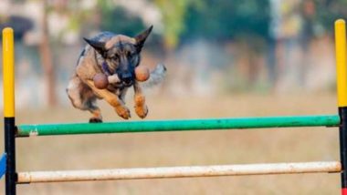 Chhattisgarh: Sniffer Dog, Two Police Personnel Awarded 'Cop of the Month' in Raigarh