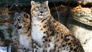 Snow Leopard at Kentucky Zoo Tests Positive for Coronavirus