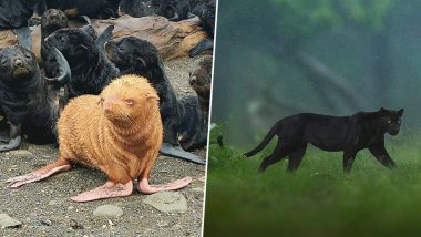 Rare Animals Spotted in 2020: From Black Panther in Karnataka's Kabini Forest to Albino Seal Pup in Russia, Photos of These Precious Animals Will Leave You Amazed!