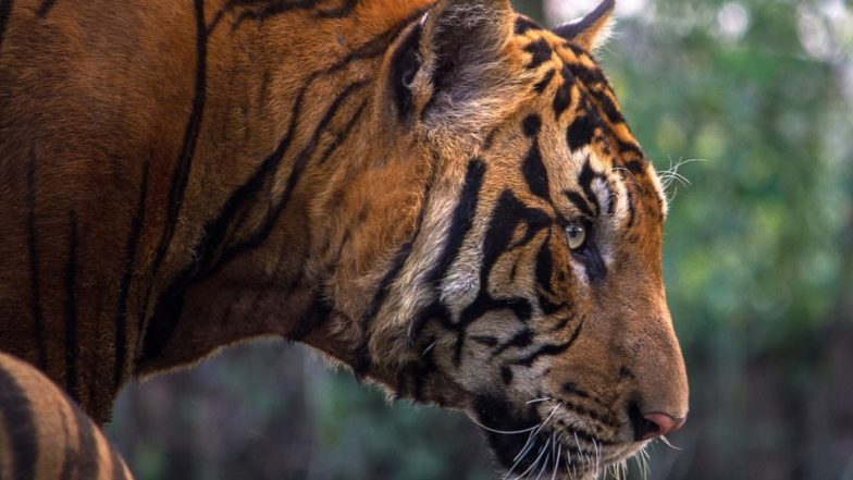 Tiger Mauls Man to Death in Ranthambore Tiger Reserve in Rajasthan’s Sawai Madhopur District