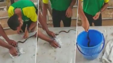 Badly Injured Cobra Treated at ITBP Veterinary Hospital in Haryana Before Being Released into the Wild; Watch Video