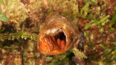 Gastrodia Agnicellus, World’s 'Ugliest' Orchid Found in the Forests of Madagascar, Watch Video of 2020’s New Plant Discovery!