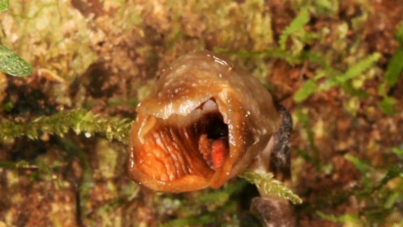 Gastrodia Agnicellus, World&rsquo;s 'Ugliest' Orchid Found in the Forests of Madagascar, Watch Video of 2020&rsquo;s New Plant Discovery!