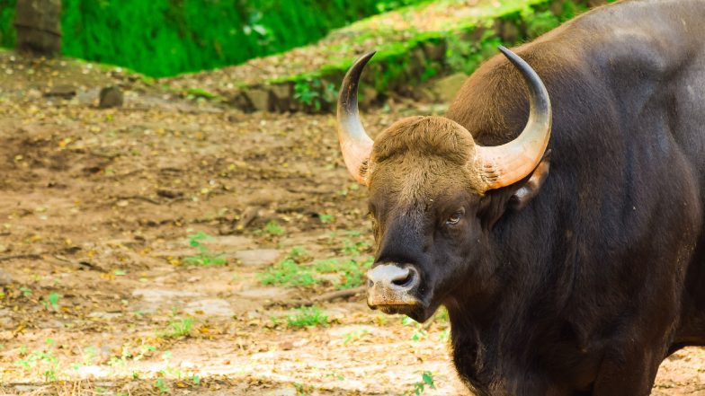'Please Forgive Us- We are Guilty': Replica of Dead Bison Put Up in Pune, with Apology