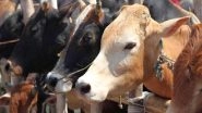 Cow Vigilantes Seek Action Against Cattle Smugglers in Gurugram