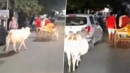Mother Cow in Odisha's Malkangiri Rushes Behind Trolley Rickshaw Taking Calf to Veterinary Hospital (Watch Video)