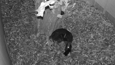 Mouse-Deer Gives Birth in Polish Zoo, Rare Footage Caught on Camera for First Time Ever (Watch Video)