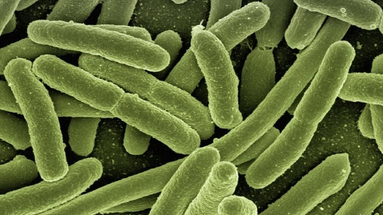 Mucormycosis, COVID-19-Triggered Fungal Infection, Found in 6 Patients at Delhi Hospital; Know All About the Serious Disease With Mortality Rate of 50%