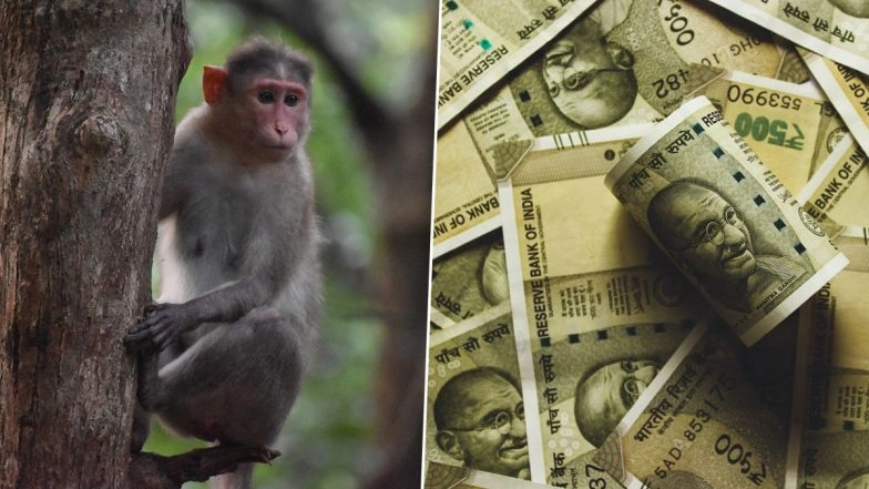 Monkey 'Steals' Money in Uttar Pradesh's Sitapur, Returns It After Hour’s Struggle Damaging Currency Notes Worth Rs 7,000