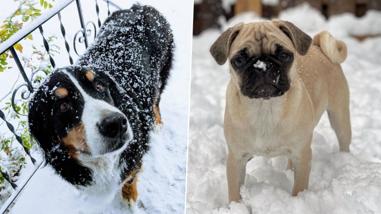 Heart-Warming Pictures of Animals in Snow Is All We Need to End the Year on A Happy Note