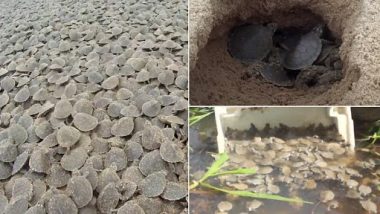 Turtle Tsunami! Video of Giant South American River Turtle Hatchlings Emerging From Sandy Beach in Brazil Goes Viral