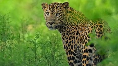Leopard Population in India Increases by 60% in 4 Years, PM Narendra Modi Congratulates People Working Towards Animal Conservation