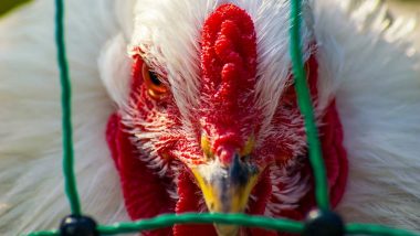 Bird Flu FAQs: Is it Safe to Eat Eggs & Chicken? Do Humans Get Infected With Avian Influenza? Here Are Answers to Your Doubts