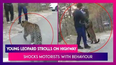 Young Leopard Strolls On Highway, Shocks Motorists With Behaviour; Watch Viral Video