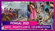 Pongal 2021: Date, Significance, Celebrations Of Bhogi, Surya, Mattu & Kanum Pongal Harvest Festival