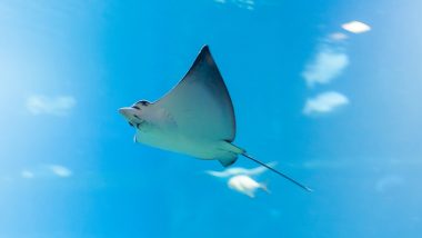 Two Female Eagle Ray Fish Give Birth Without Males in New Zealand! What Is Virgin Birth (Parthenogenesis)? Know More