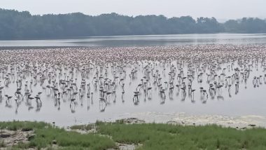 Wave of Pink Migratory Flamingo Birds Flock to Navi Mumbai, Making up for a Splendid Sight (Video Pics & Videos)
