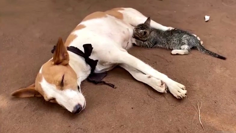 Purr-Fect Sight! Kitten Feeds on Dog&rsquo;s Milk, Adorably Presses Its Paws for More, Viral Video From Nigeria Will Take Your Monday Blues Away