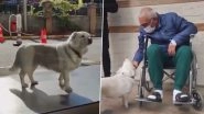 Pups' Loyalty! Dog Waits For Owner Outside Turkish Hospital for Days Before Finally Being Reunited With Joy, Other Times When Pooches' Love Towards Their 'Hoomans' Made Us Teary-Eyed! (Watch Videos)