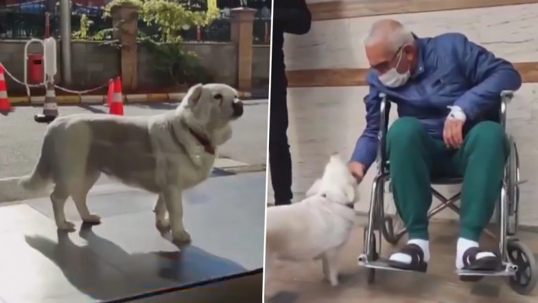 Pups' Loyalty! Dog Waits For Owner Outside Turkish Hospital for Days Before Finally Being Reunited With Joy, Other Times When Pooches' Love Towards Their 'Hoomans' Made Us Teary-Eyed! (Watch Videos)