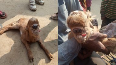 Goat Kid With Single Large Eye Socket On Its Forehead and Twisted Mouth Becomes Major Attraction in UP's Bijnor District, Animal's Freakish Appearance Make People Believe It Was God's 'Blessing' (See Pics)