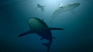 Overfishing Threatens Marine Life! Over 70% of Shark and Ray Populations Declined in the Past 50 Years, Scientists Blame Humans