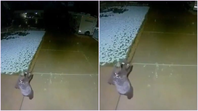 Baby Bear Tries Catching Snowflakes and Its Cute Video Will Make You Go Awww! 