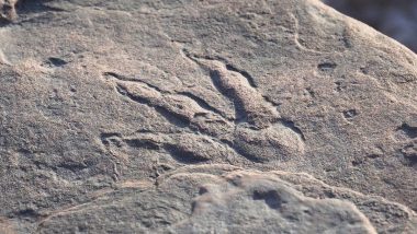 220-Million-Years Old Dinosaur Footprint Discovered by 4-Year-Old Girl in UK's Wales